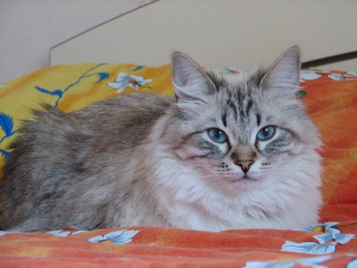 kupava-1.jpg