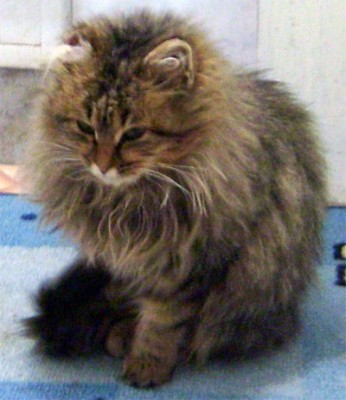 кот.jpg