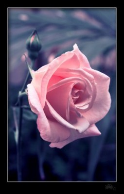 pica4u.ru_1202330949rose_by_klefer.jpg