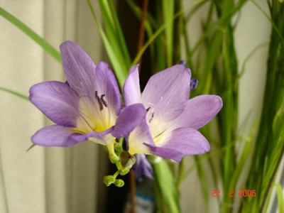 60504832_freesia.jpg