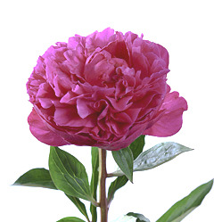 image_2078.jpg