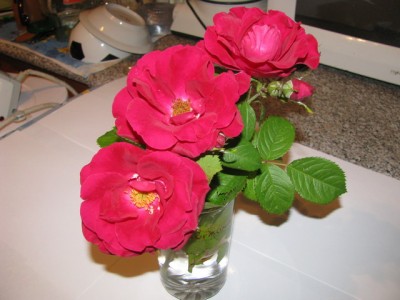 IMG_0002_resize.JPG