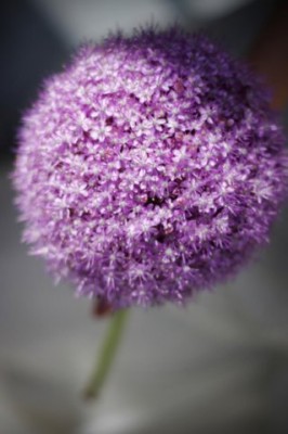 x_06d97723.jpg
