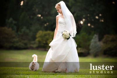 cat-wedding-bride.jpg