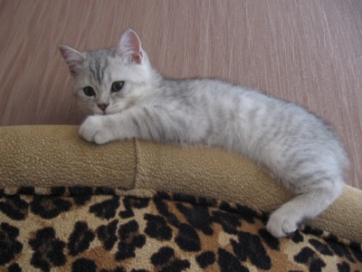 Бася 2 мес. 059.jpg