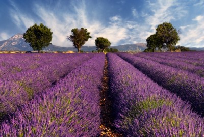 provence.JPG