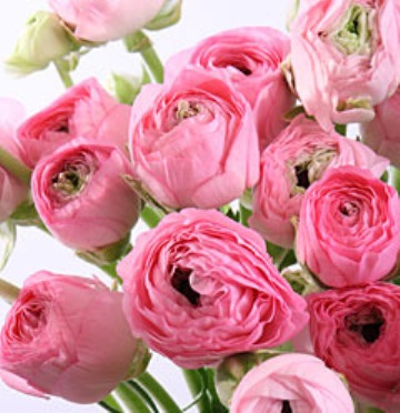 Ranunkulus_roz.jpg