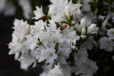 bloom-springtime.jpg
