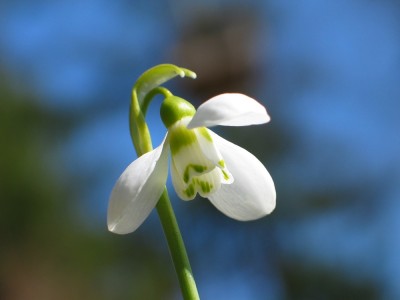 snowdrop_closeup_2005_01.jpg