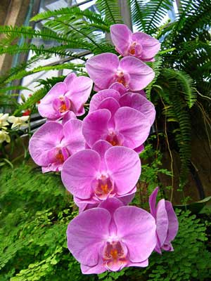 phalaenopsis1.jpg