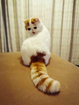 кот1.jpg