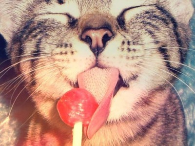 котя.jpg
