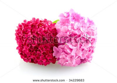 stock-photo-two-pink-hortensia-isolated-on-white-background-34229683.jpg