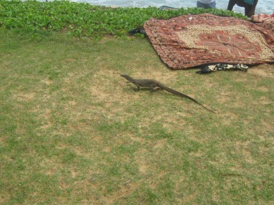 IMG_2397.jpg