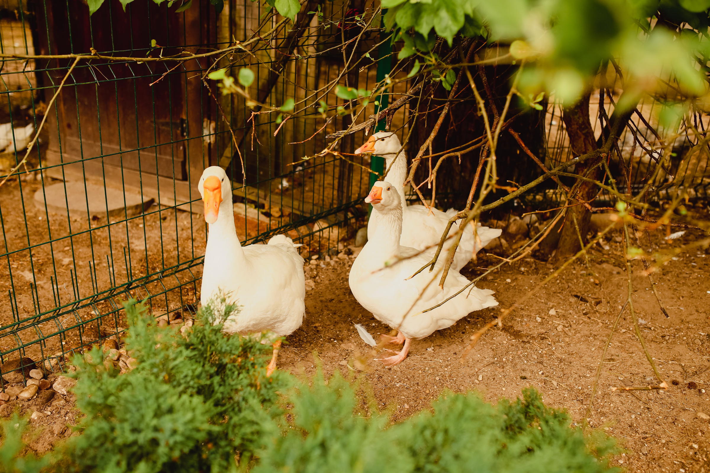 Птичий двор фото