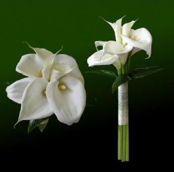 8_calla.jpg
