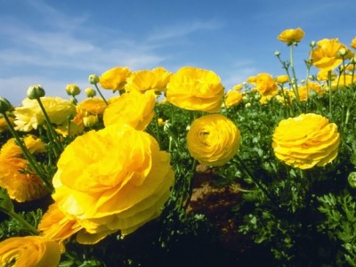 Yellow_Ranunculus.jpg