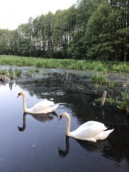 Усадьба  "Ельница" - ФОТОГАЛЕРЕЯ - фото 16