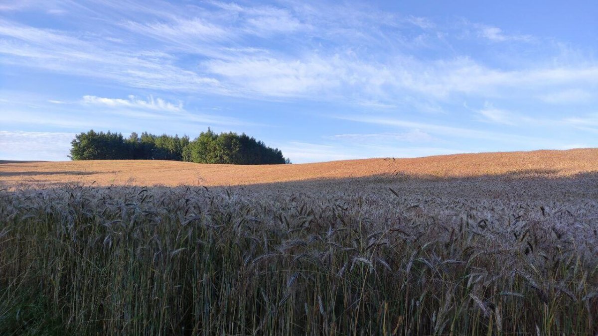 АГРОУСАДЬБА АЛЬТАНКА - Территория - фото 23