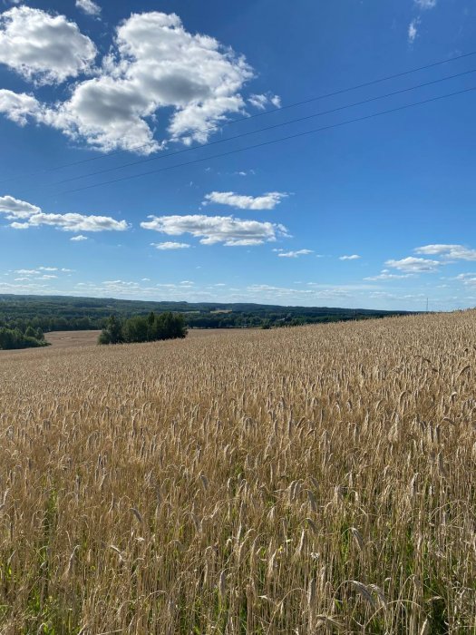 АГРОУСАДЬБА АЛЬТАНКА - Территория - фото 22